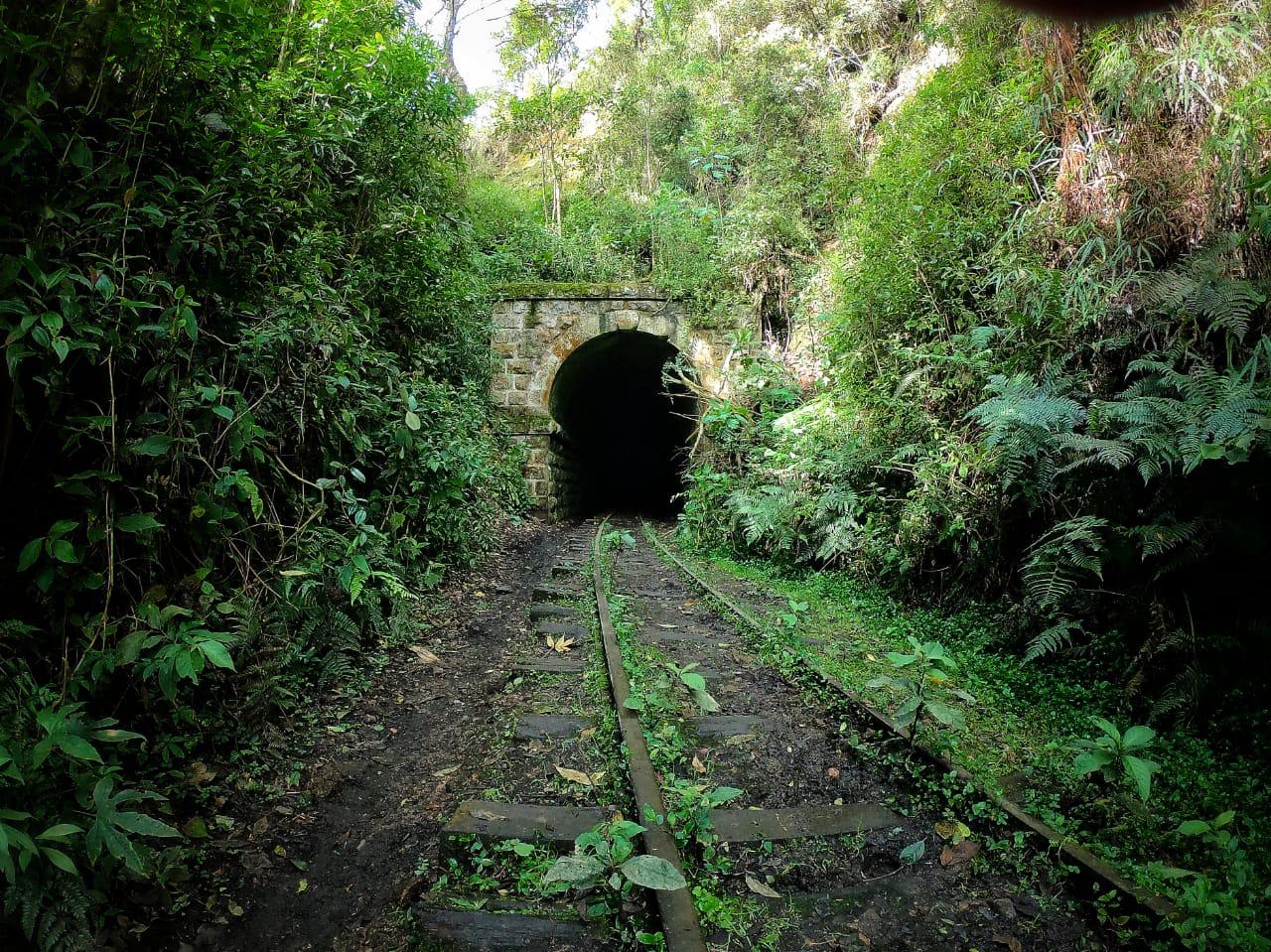 Fotografía de una línea de ferrocarril abandonada e invadida por vegetación.