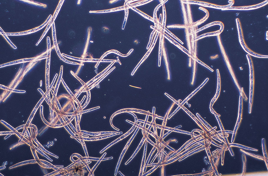 Más ágiles que cualquier atleta: los microbios más veloces que ha encontrado la ciencia