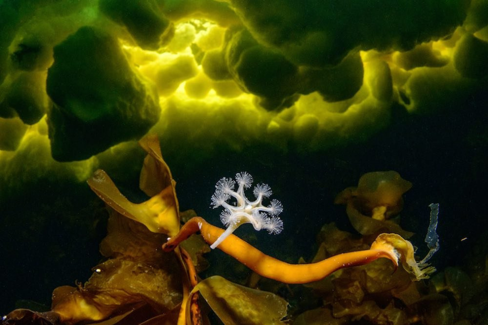La imagen muestra a una Lucernaria quadricornis (Stauromedusae), un tipo de medusa, fotografiada bajo el hielo del Mar Blanco, en Rusia, el único mar helado de Europa.