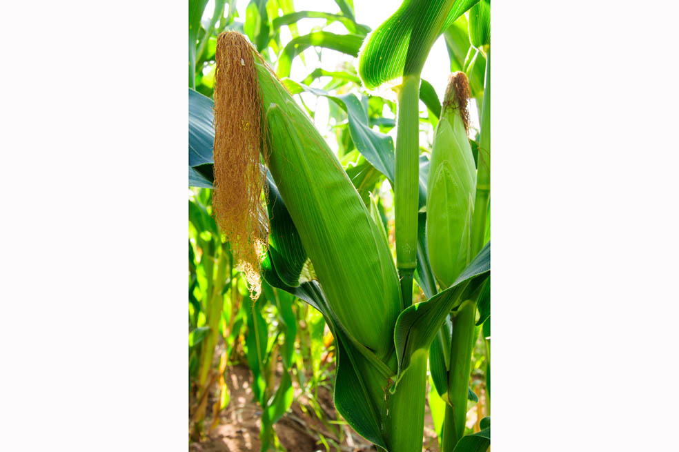 Monsanto insistiría en absorber a Syngenta