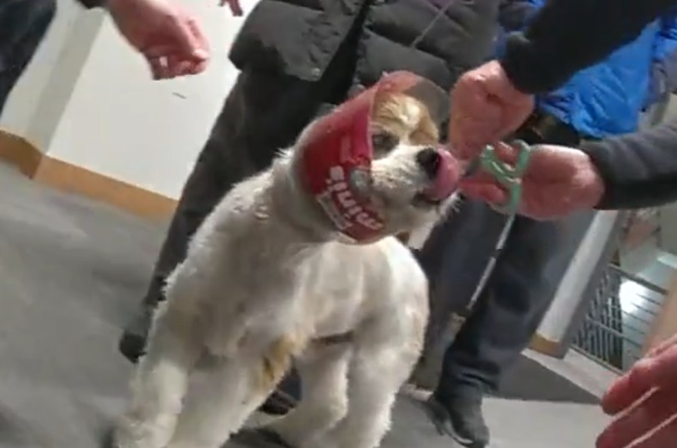Perro quedó atrapado en un tarro de galletas y la policía tuvo que rescatarlo