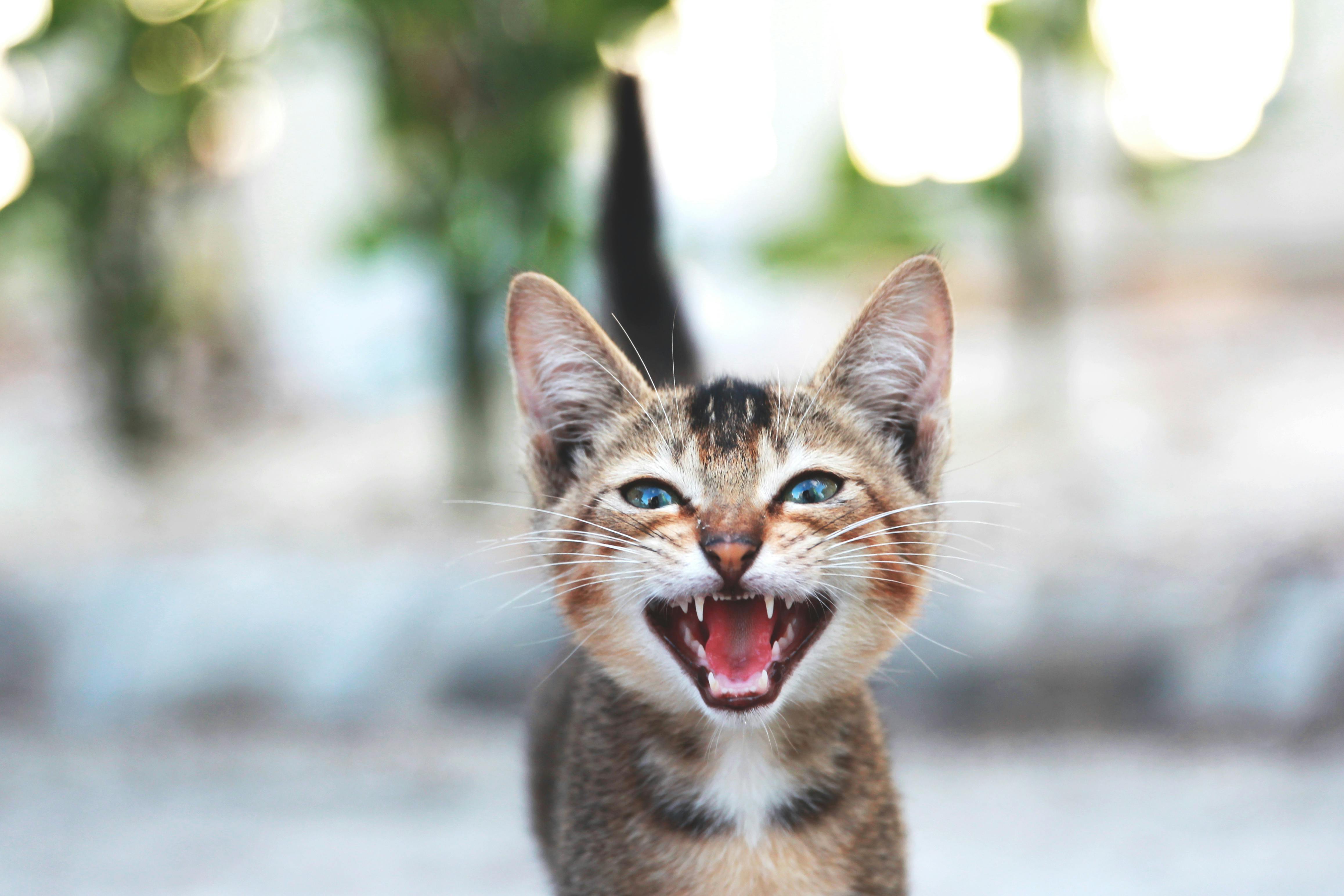 ¿Le demuestra cariño a su gato con abrazos? Los expertos advierten por qué debería evitarlo
