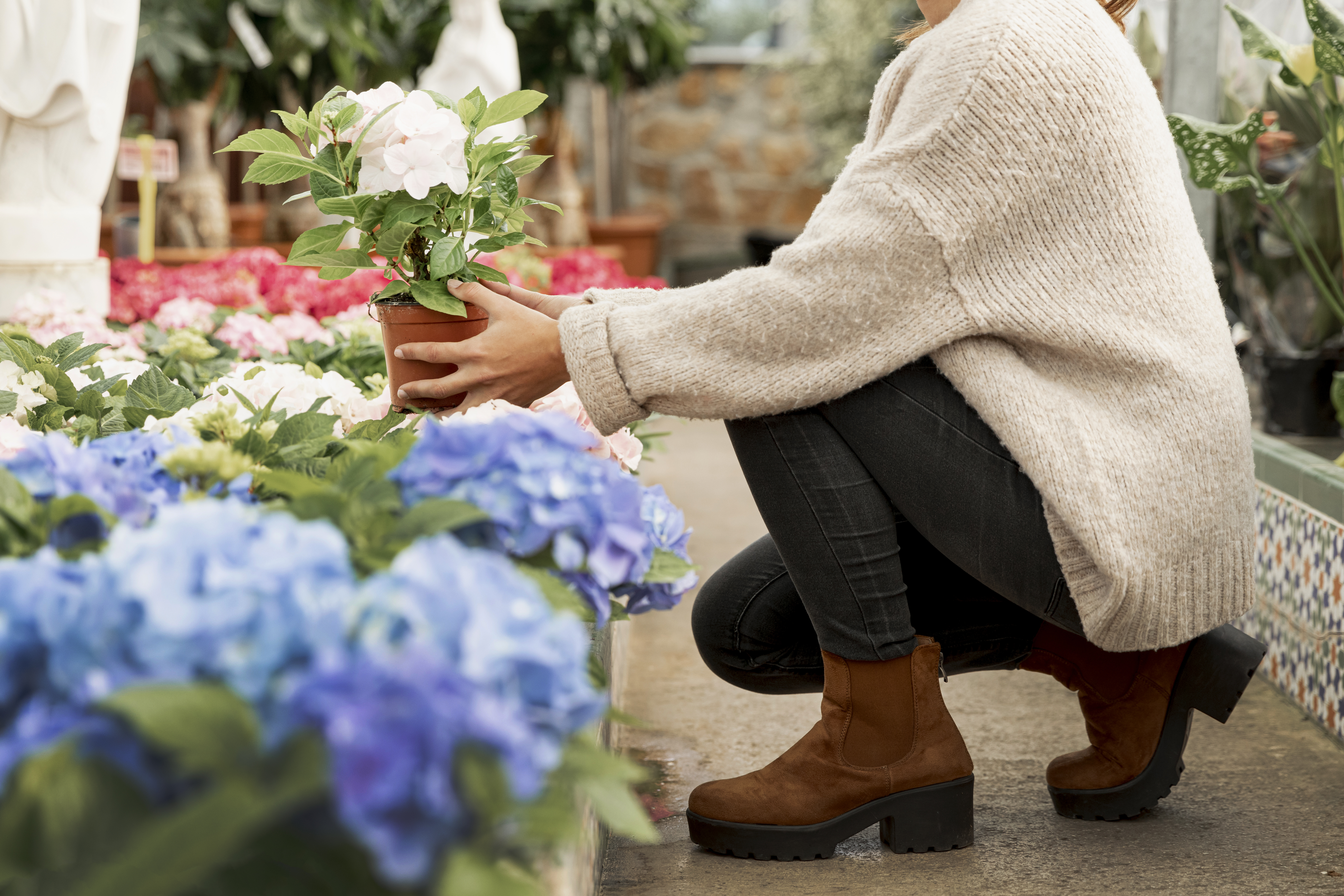 ¿Se puede revivir una hortensia deshidratada? Este método le ayuda a recuperarla