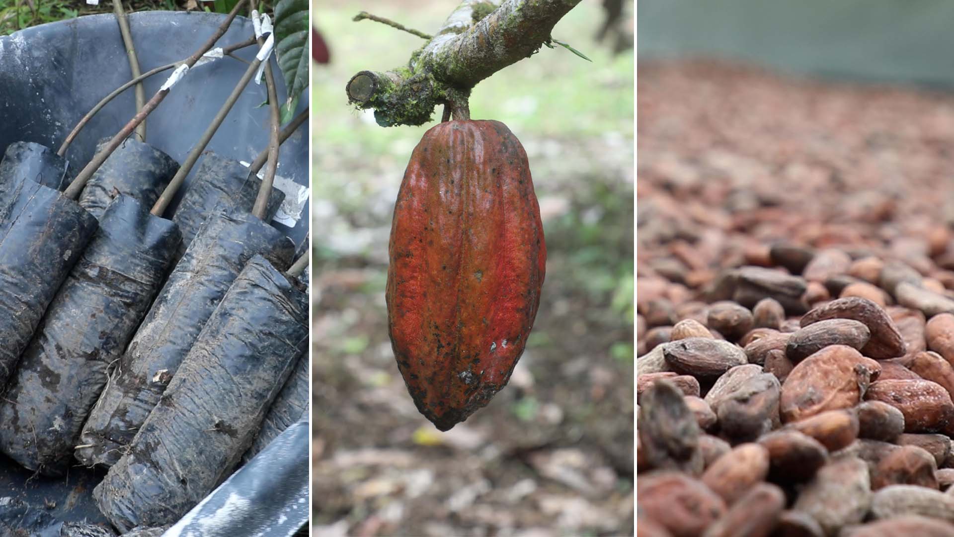 Cacao del Caquetá es la materia prima de chocolate prémium fabricado en Alemania