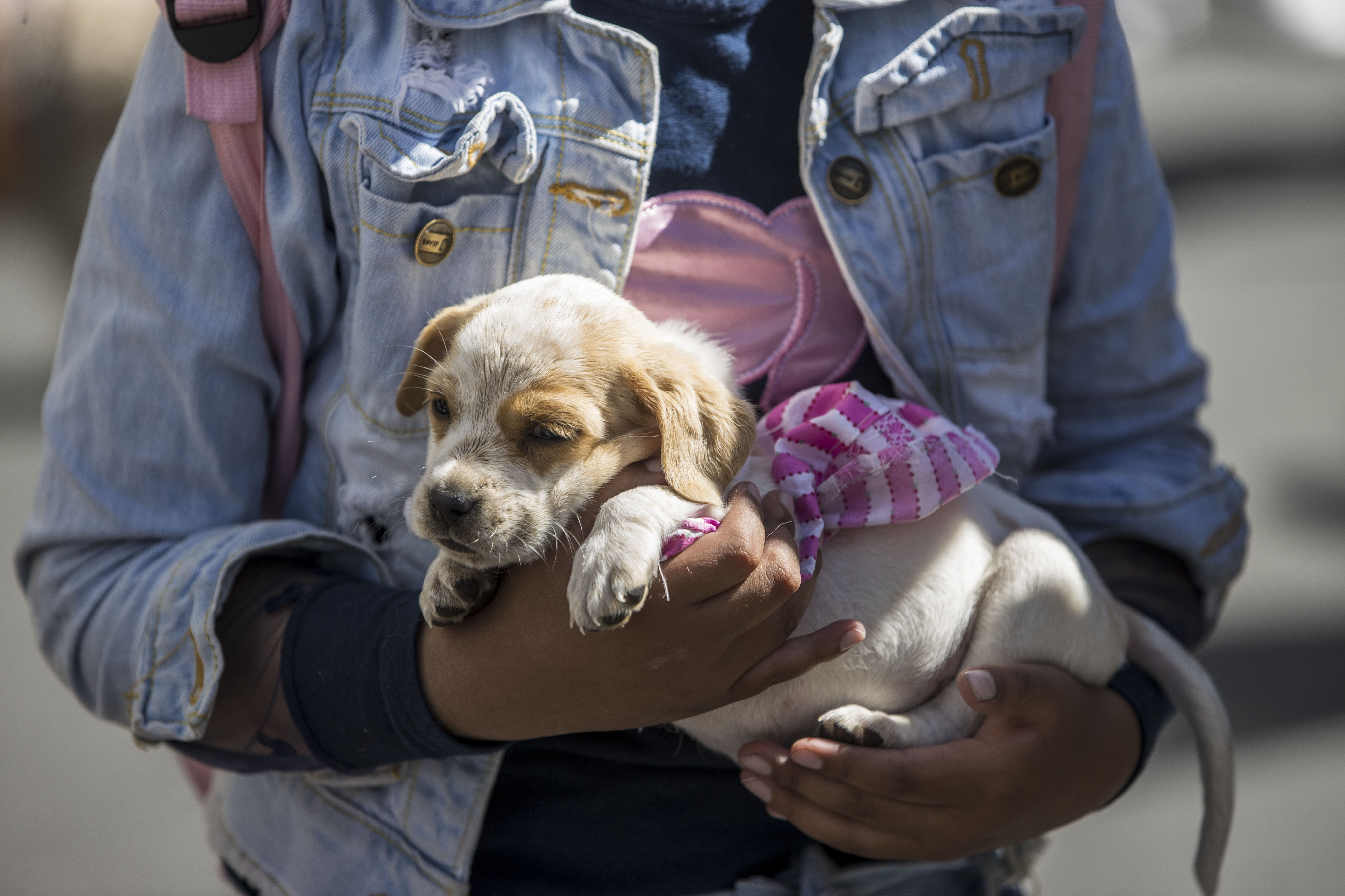 En esta ciudad europea le pagarán $200.000 si adopta a un perro callejero