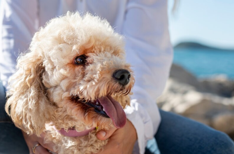 ¿Paseos bajo el sol?: con este truco evitará que el calor afecte a su perro