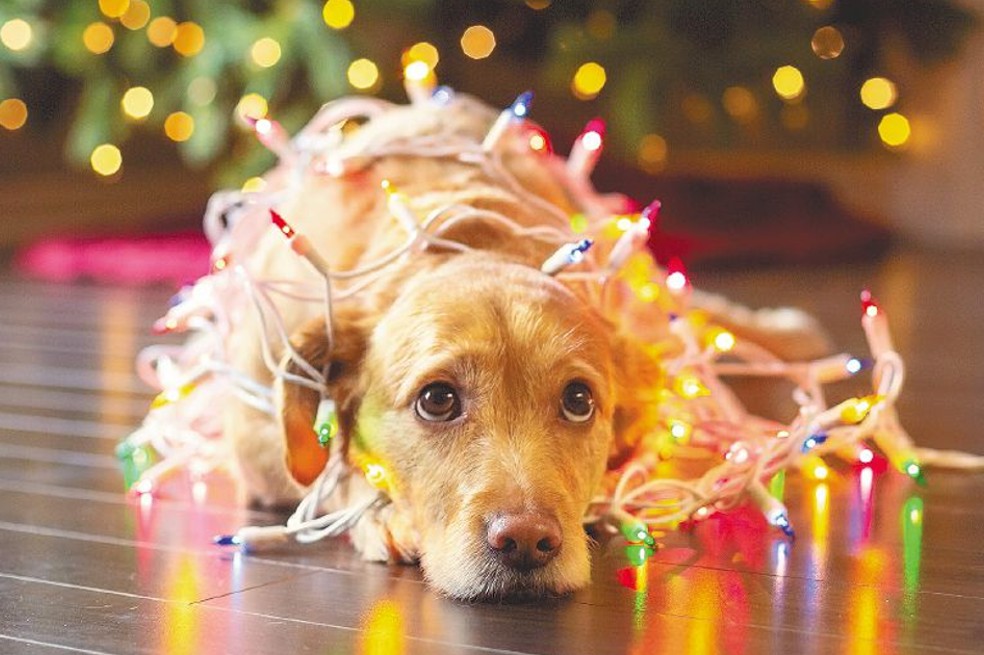 ¿Su perro le tiene miedo a la pólvora? Así funciona el método Tellington Ttouch