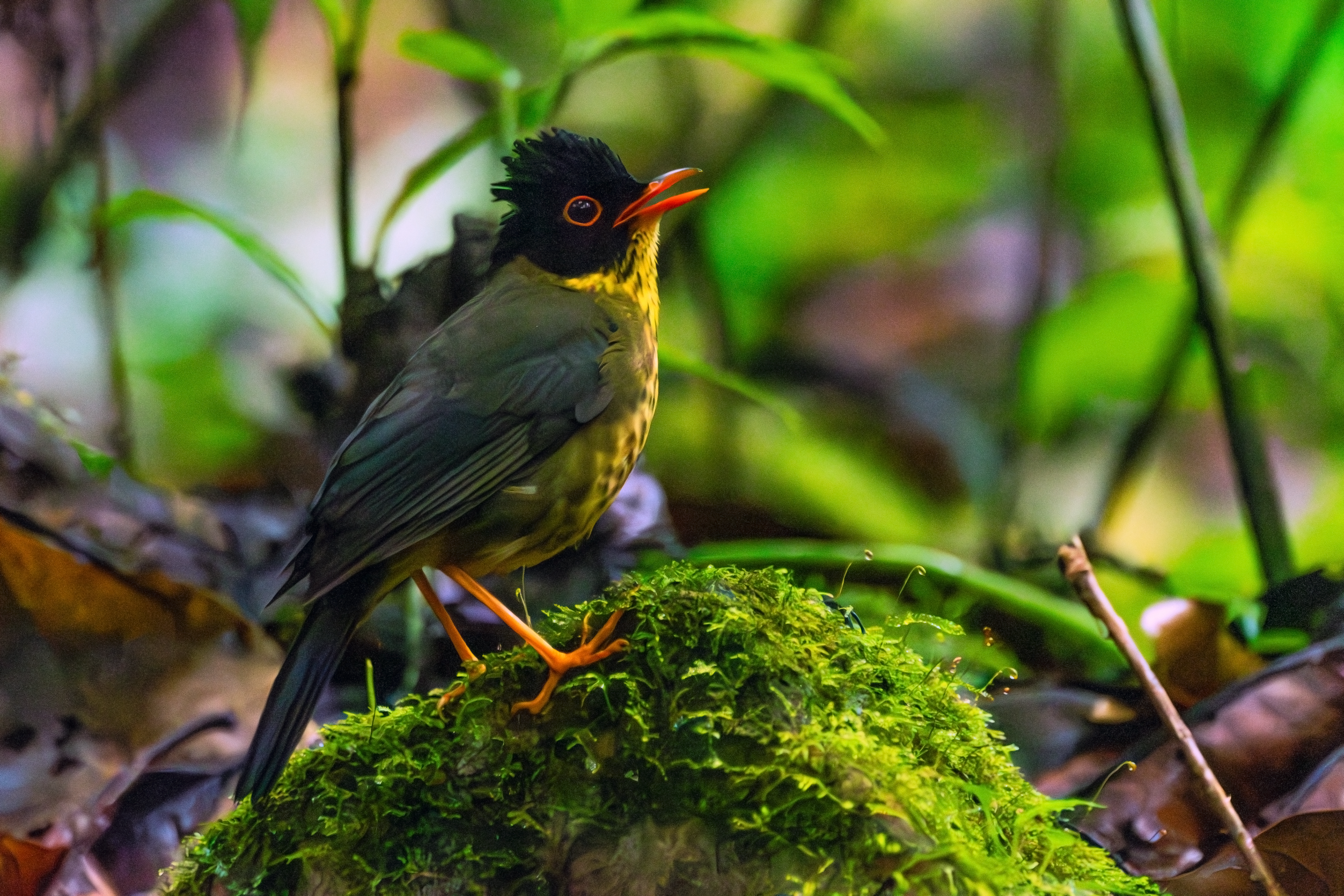 Speckled Nightingale-Thrush