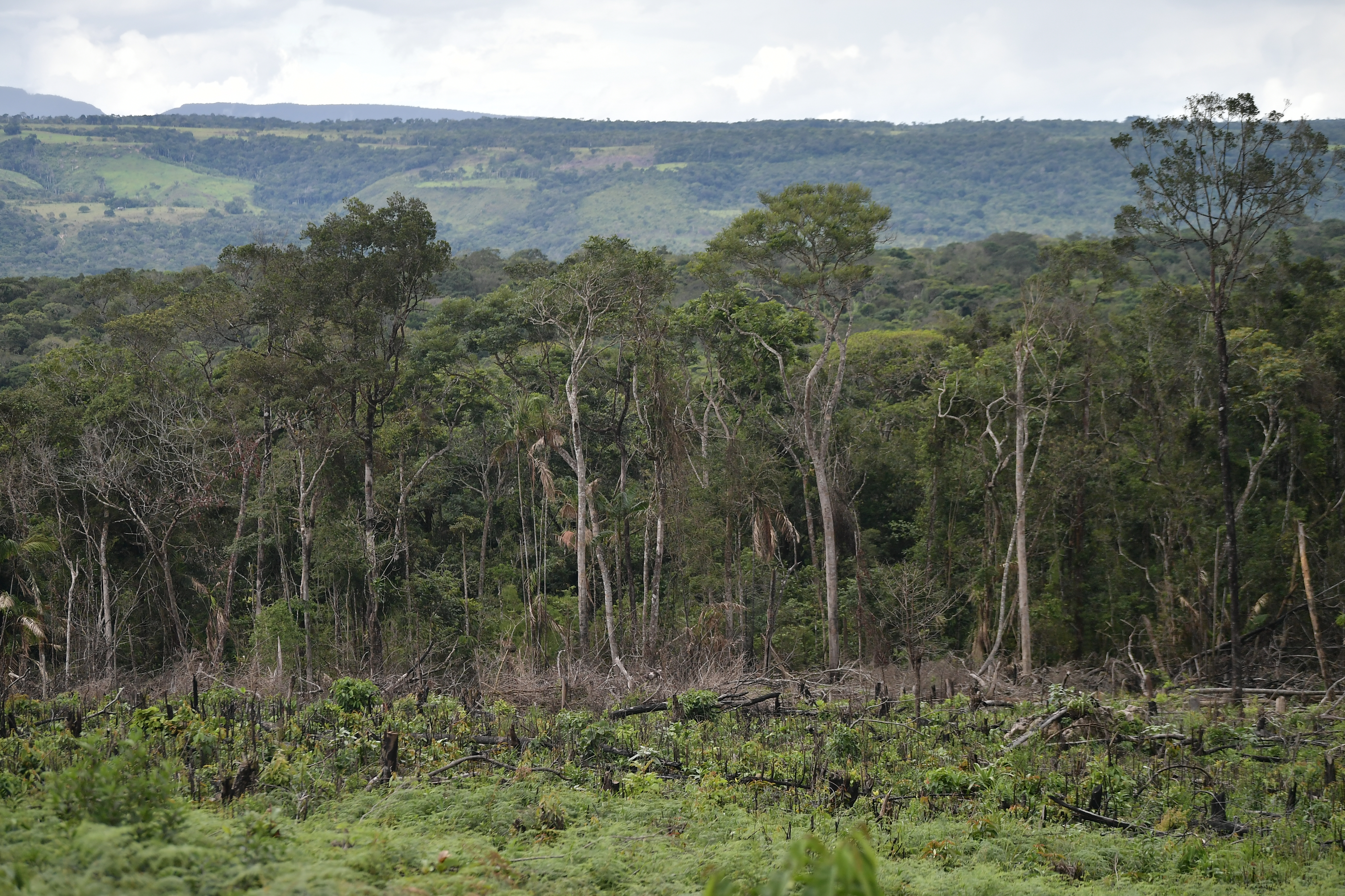 Un alivio en la batalla contra la deforestación