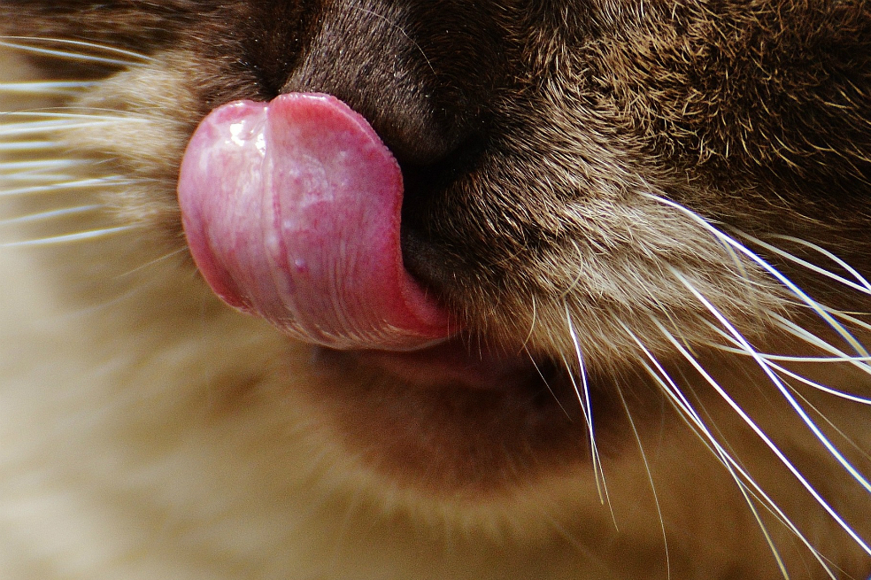 ¿Cómo consiguen asearse los gatos con cada lengüetazo? Una investigación responde
