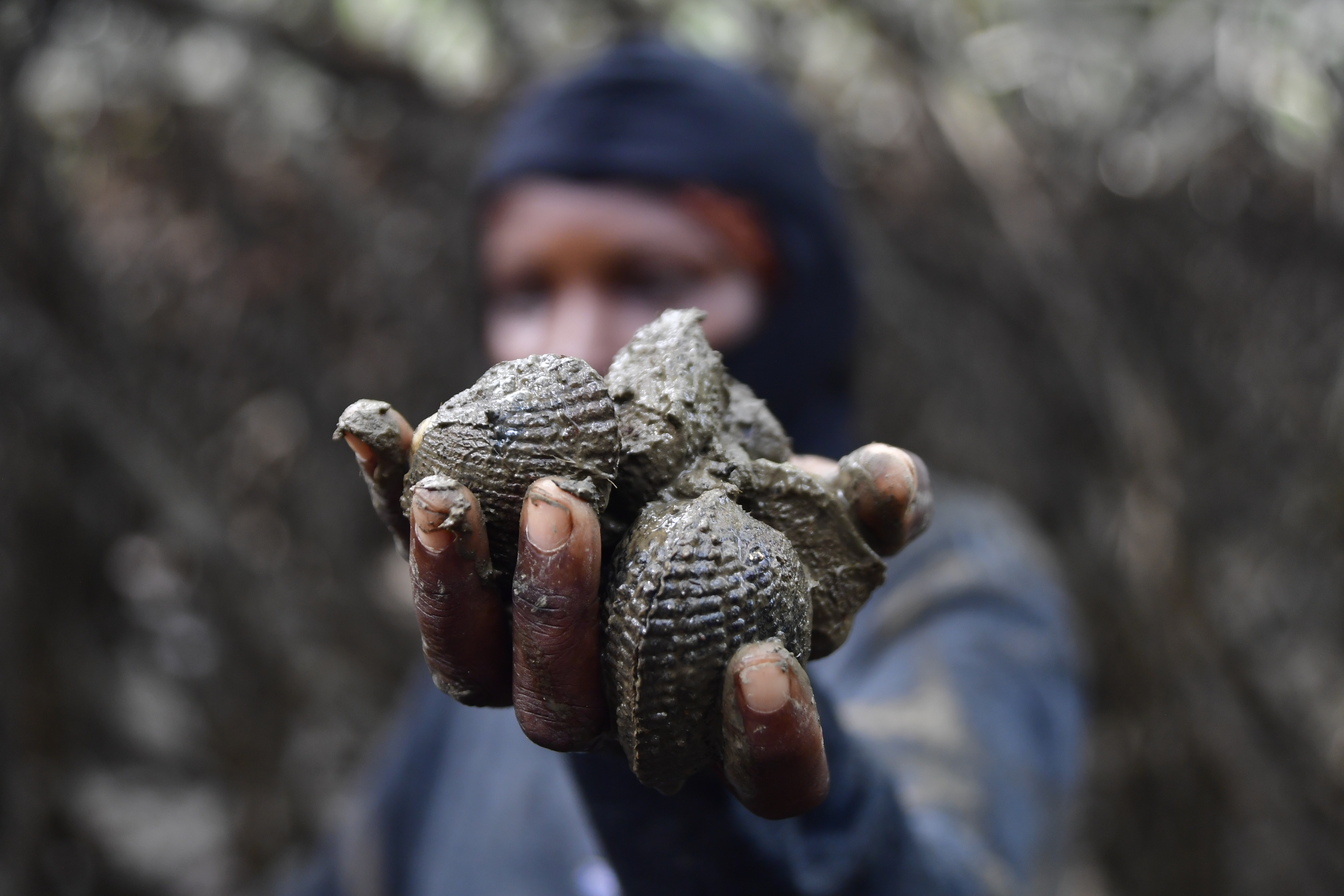 Encargadas del cuidado y manejo del ecosistema en los sitios del manglar donde se lleva a cabo la extracción de la piangua en Buenaventura.