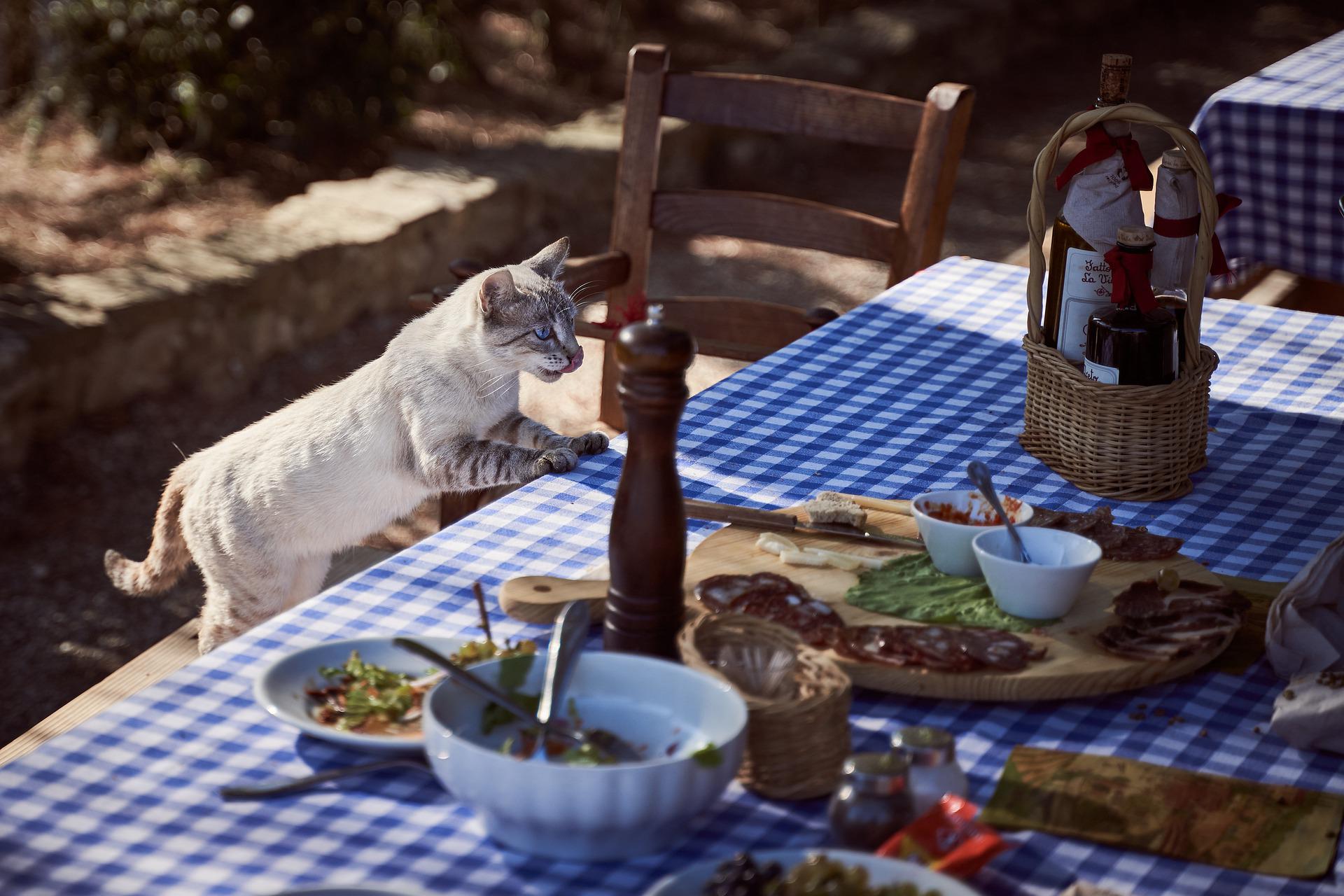 Aguacate, naranja y uvas: comida tóxica para su mascota