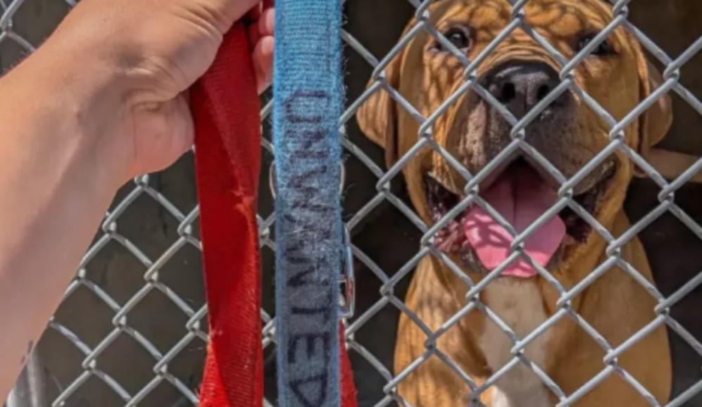 “No deseado”: abandonan a perro con un mensaje devastador en su collar