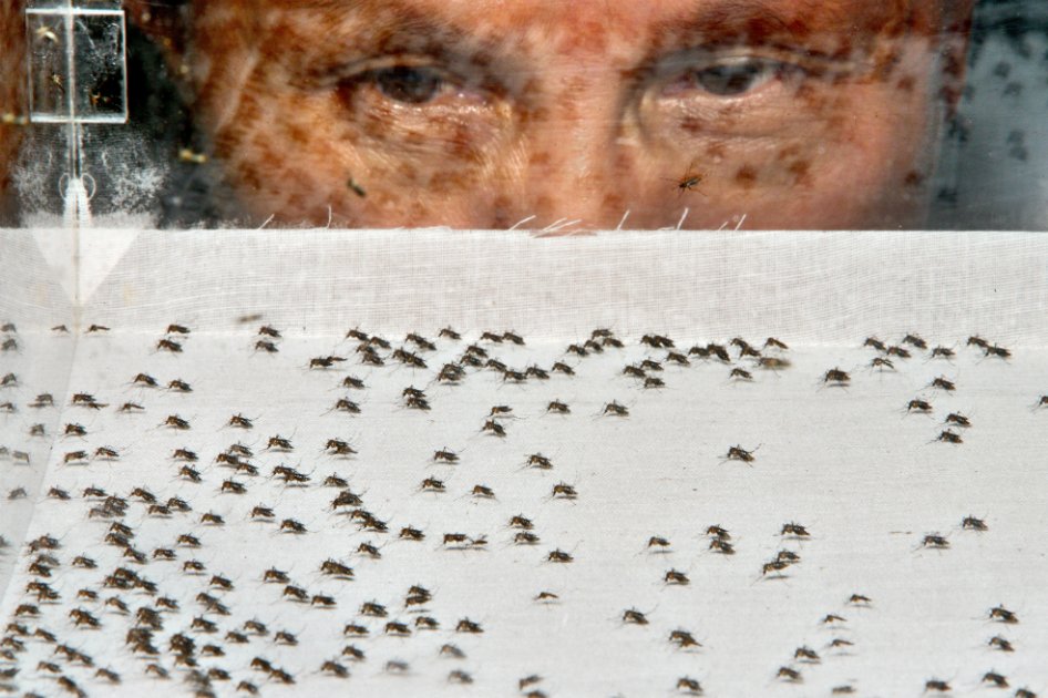 Virus Zika desata frenesí en laboratorios por desarrollar vacuna