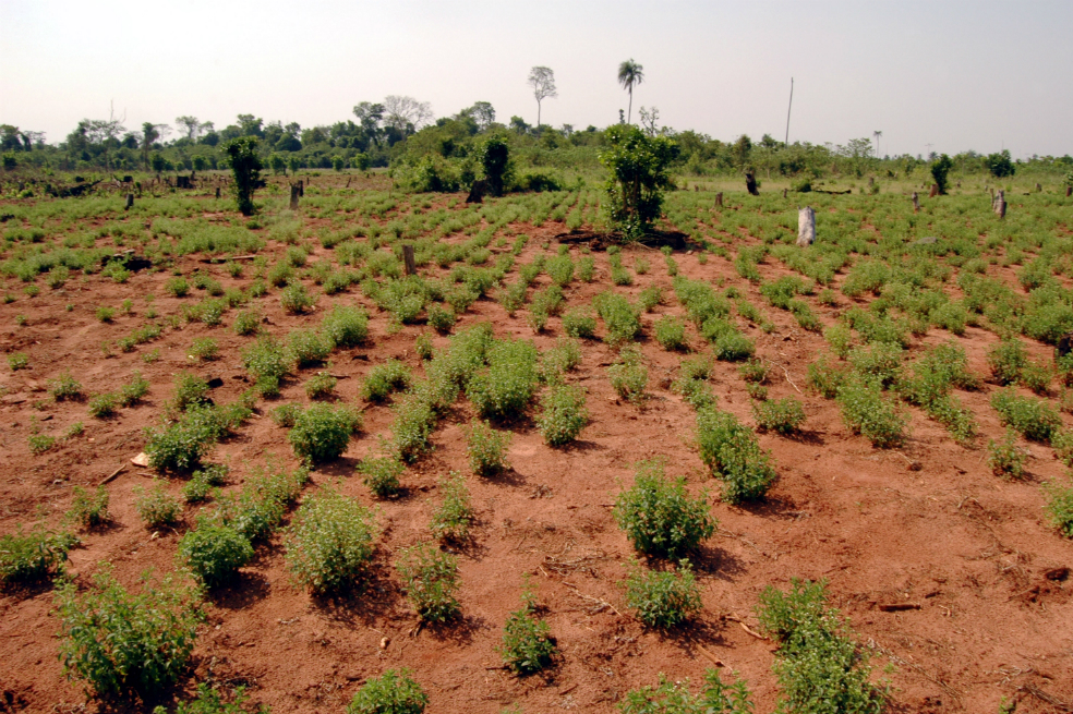 En guerra al azúcar, gigantes compiten por stevia