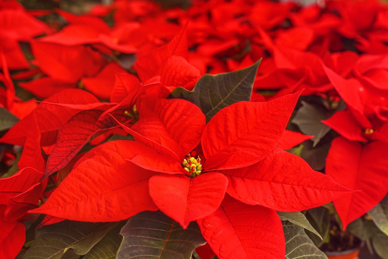 Flor de pascua o planta de Navidad: ¿dónde ubicarla en la casa para que florezca?