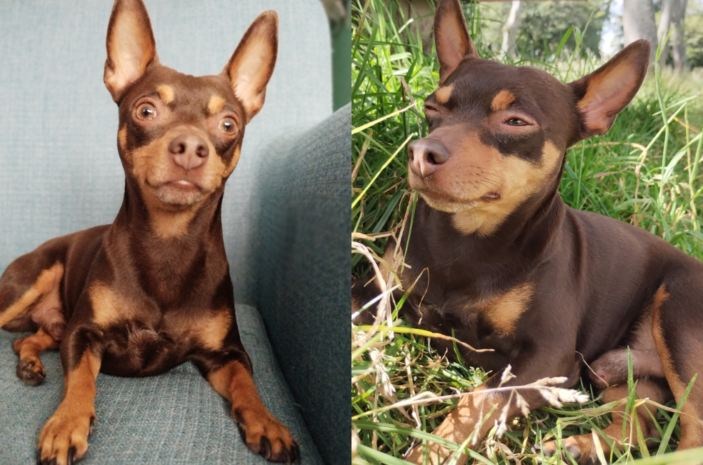 Familia pide ayuda para encontrar a Mike: un pinscher café perdido en Fontibón