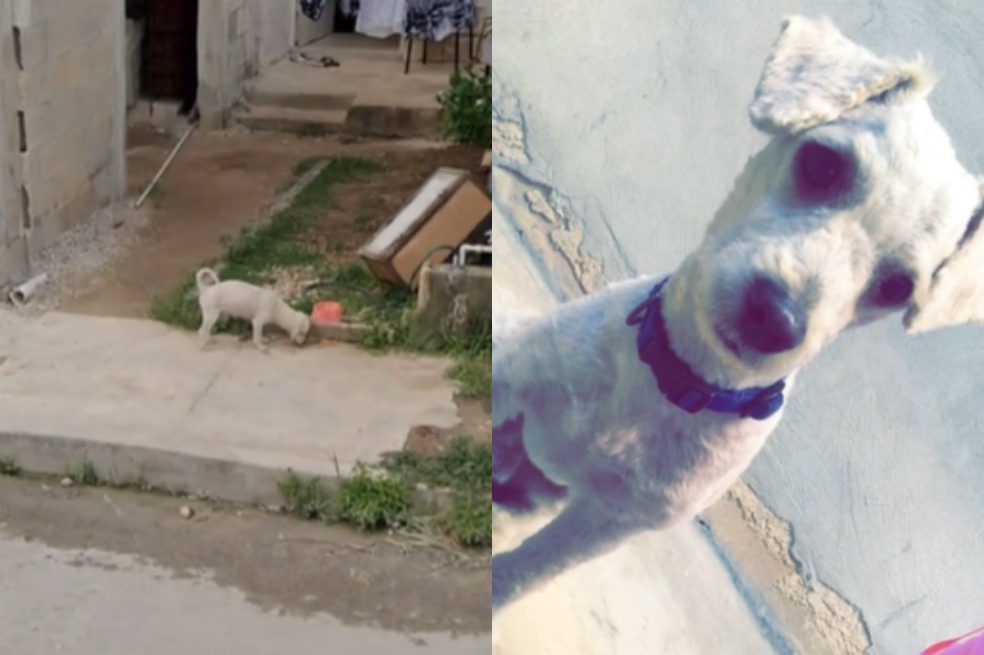 La historia de cómo una mujer volvió a ver a su perrito utilizando Google Maps