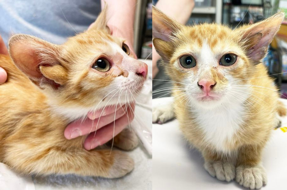 Gatito con cuatro orejas