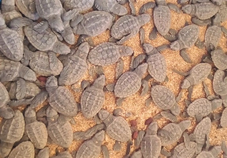Un gran porcentaje de especies de tortugas marinas están consideradas en peligro de extinción.