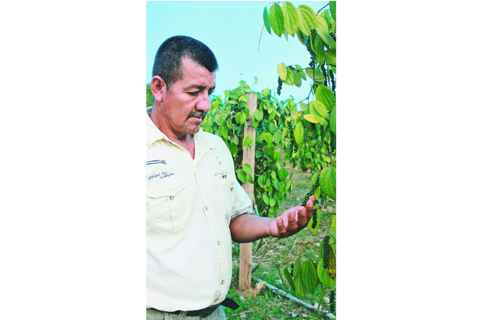 Coca por pimienta