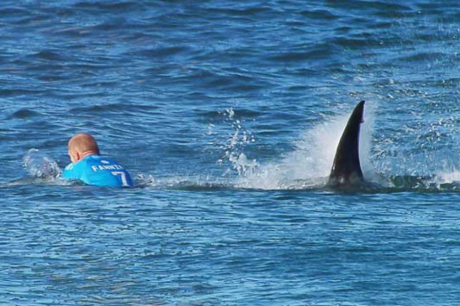 Recomendaciones para evitar ataque de tiburón en las playas