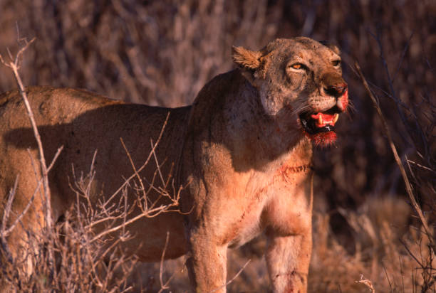Una de las diferencias más notables es que muchos de los machos de Tsavo tienen una melena más reducida o, en algunos casos, casi inexistente, algo poco común entre los leones africanos. Se cree que esto está relacionado con las condiciones climáticas cálidas de la región o factores genéticos. /Getty
