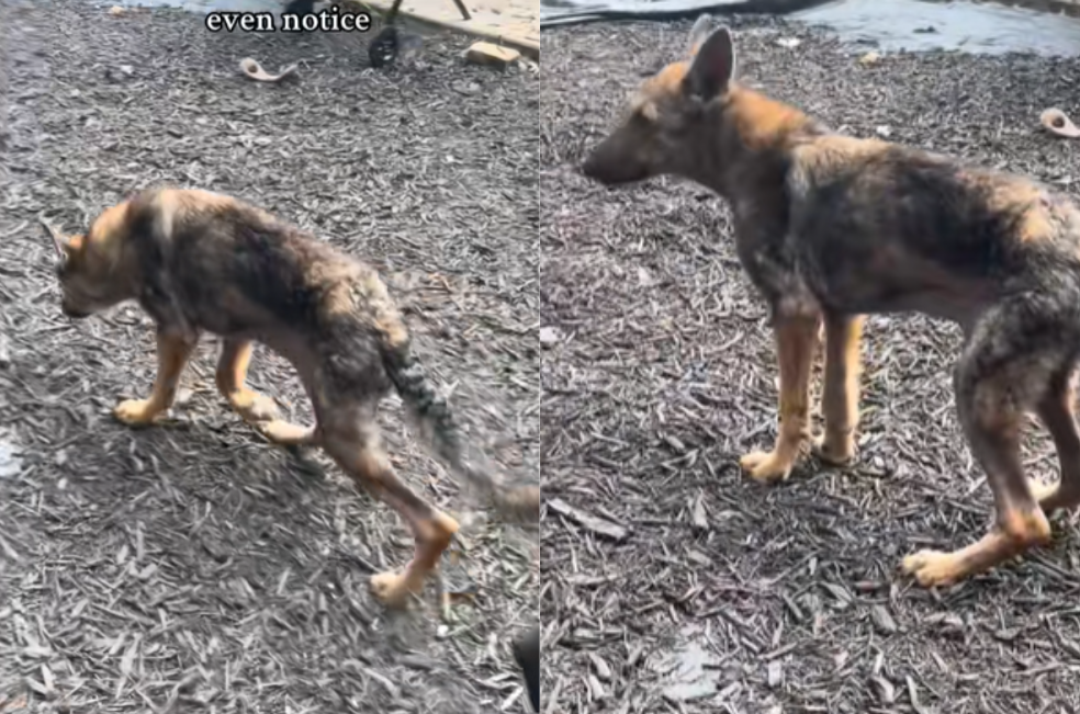 La historia de Yodi, un perrito callejero