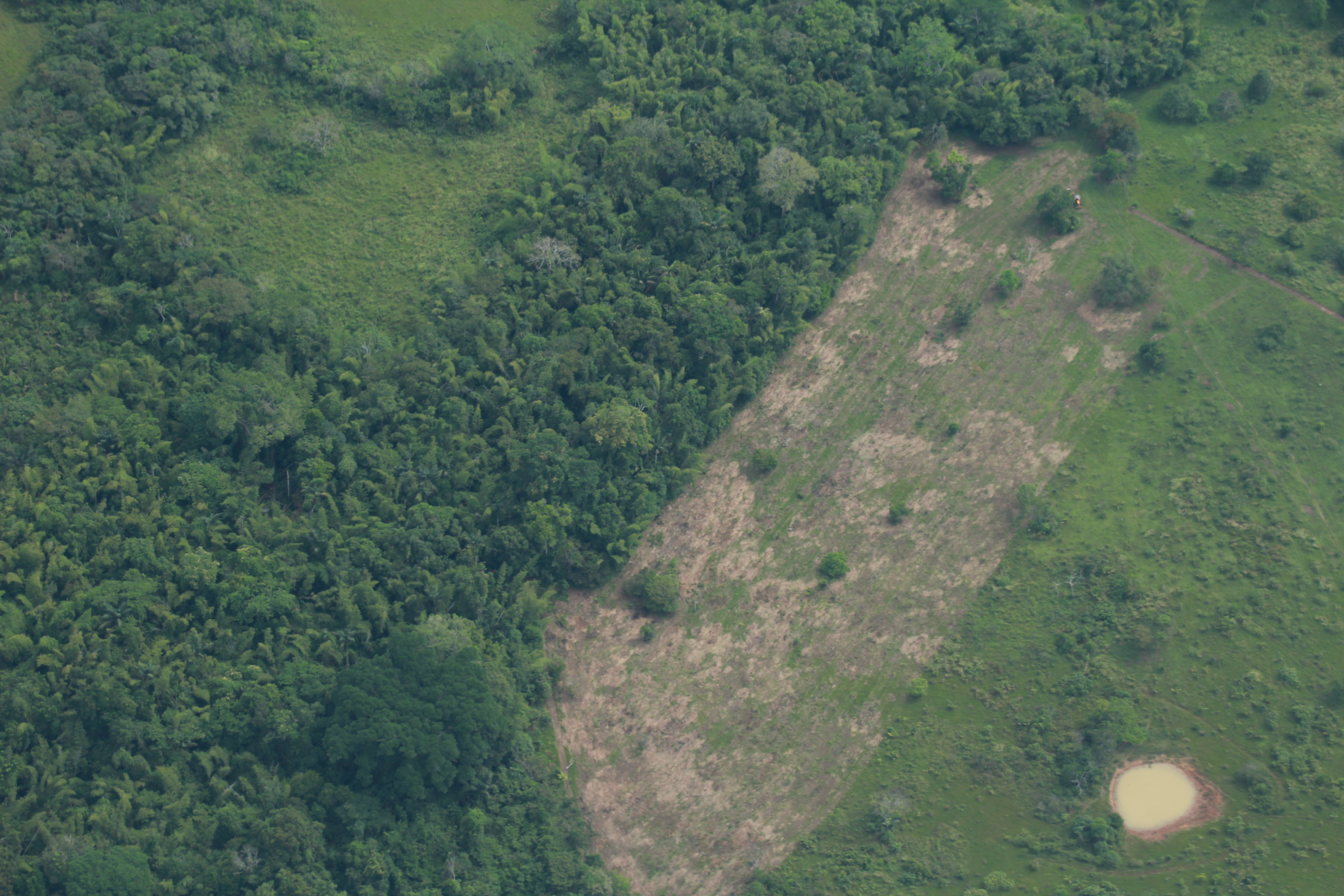 En 12 años, tres parques nacionales de la Amazonía han perdido 95.000 hectáreas de bosque
