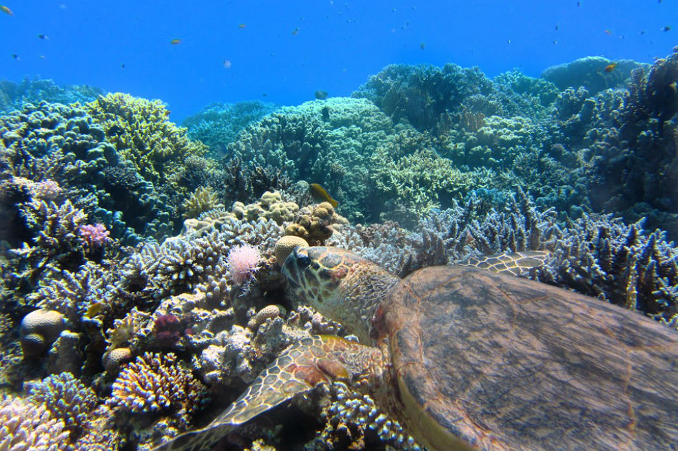 Belice ignora medidas para proteger la mayor barrera de coral del hemisferio: WWF