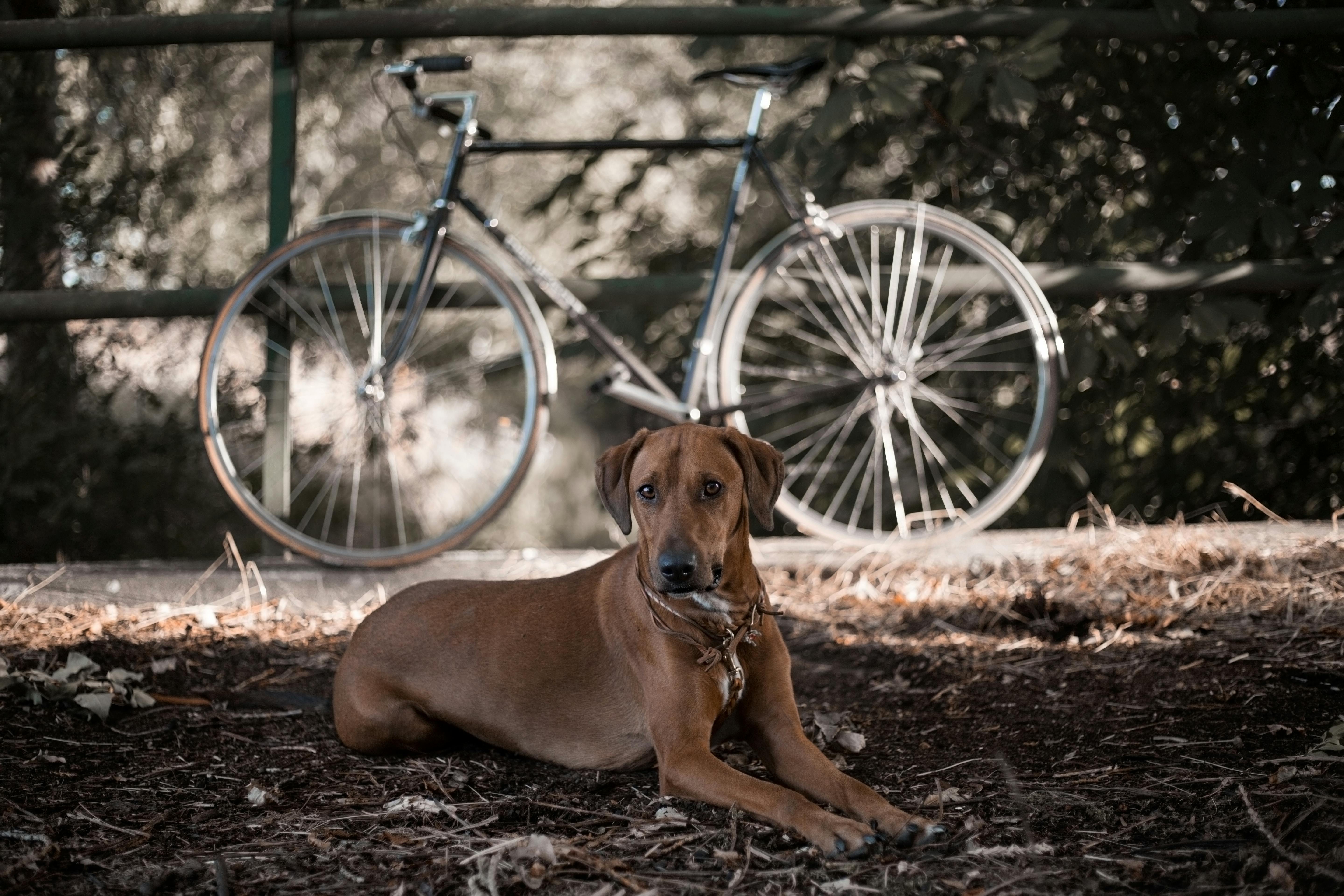 Cómo andar en bicicleta con perros de forma segura: consejos clave para evitar riesgos
