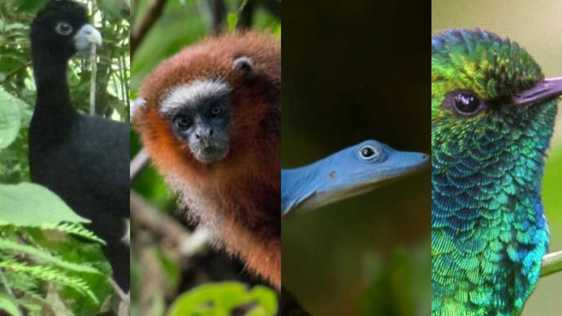 En el día de la independencia de Colombia: cinco animales que son orgullo nacional