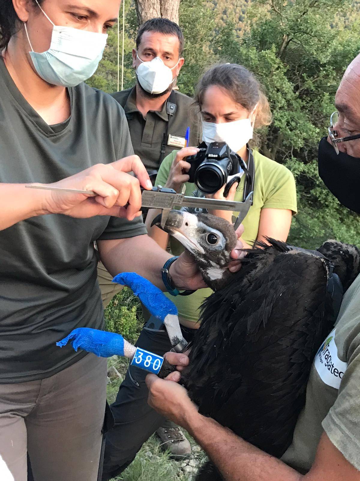 Toma de medidas del buitre negro intoxicado por diclofenaco, con ocasión de colocarle un emisor GPS en el verano de 2020.