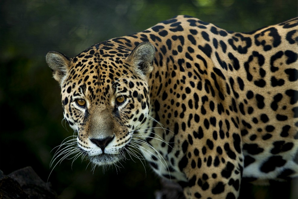 Indignación por jaguar asesinado en Puerto Asís, Putumayo
