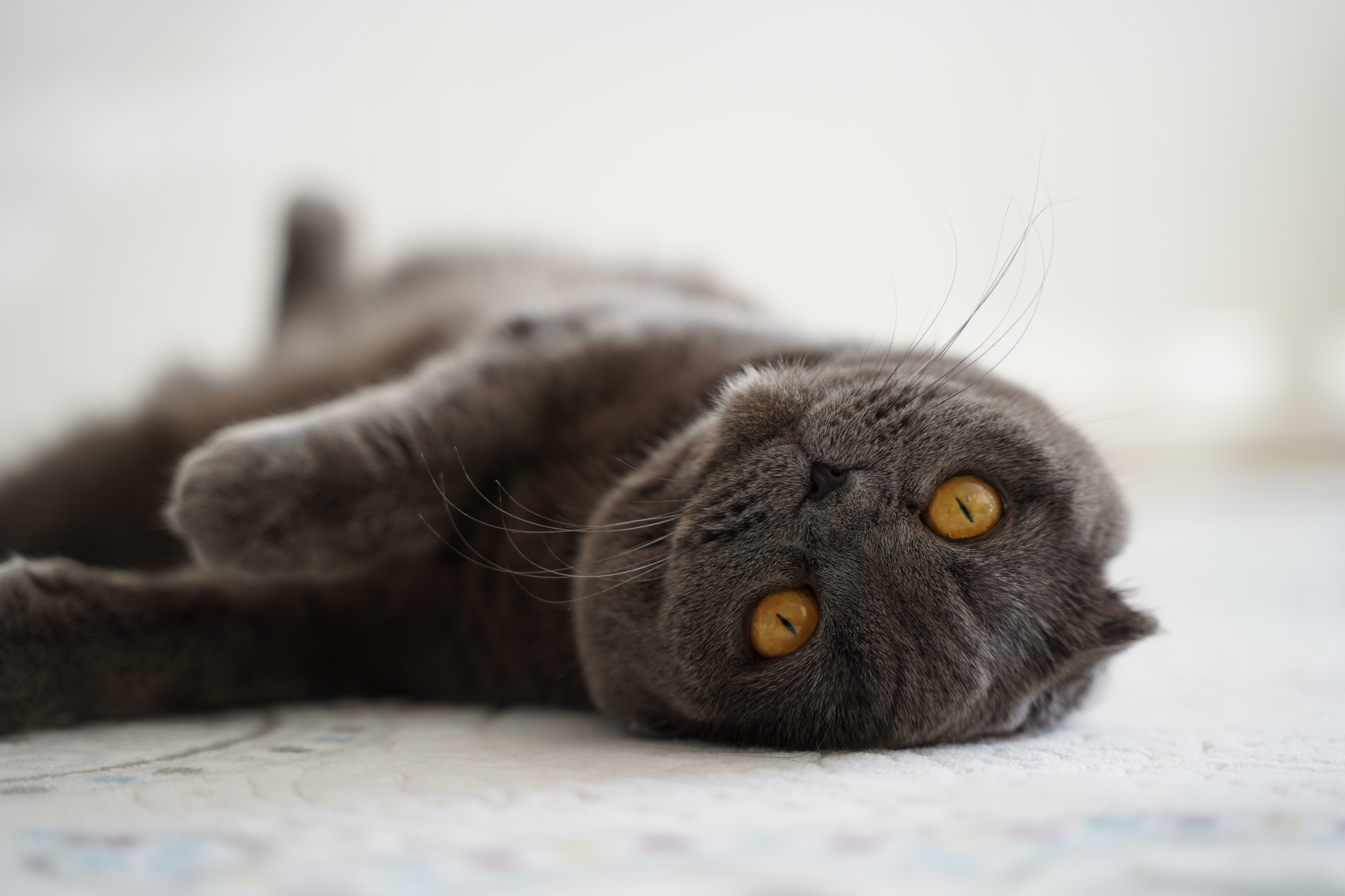 ¿Qué significa que mi gato tiemble cuando duerme?