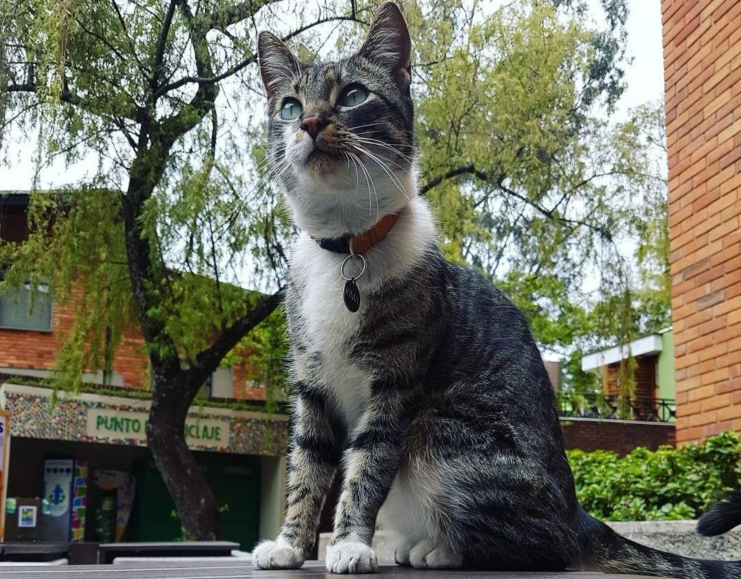 Estudiantes de la Javeriana crearon una comunidad para proteger a los animales