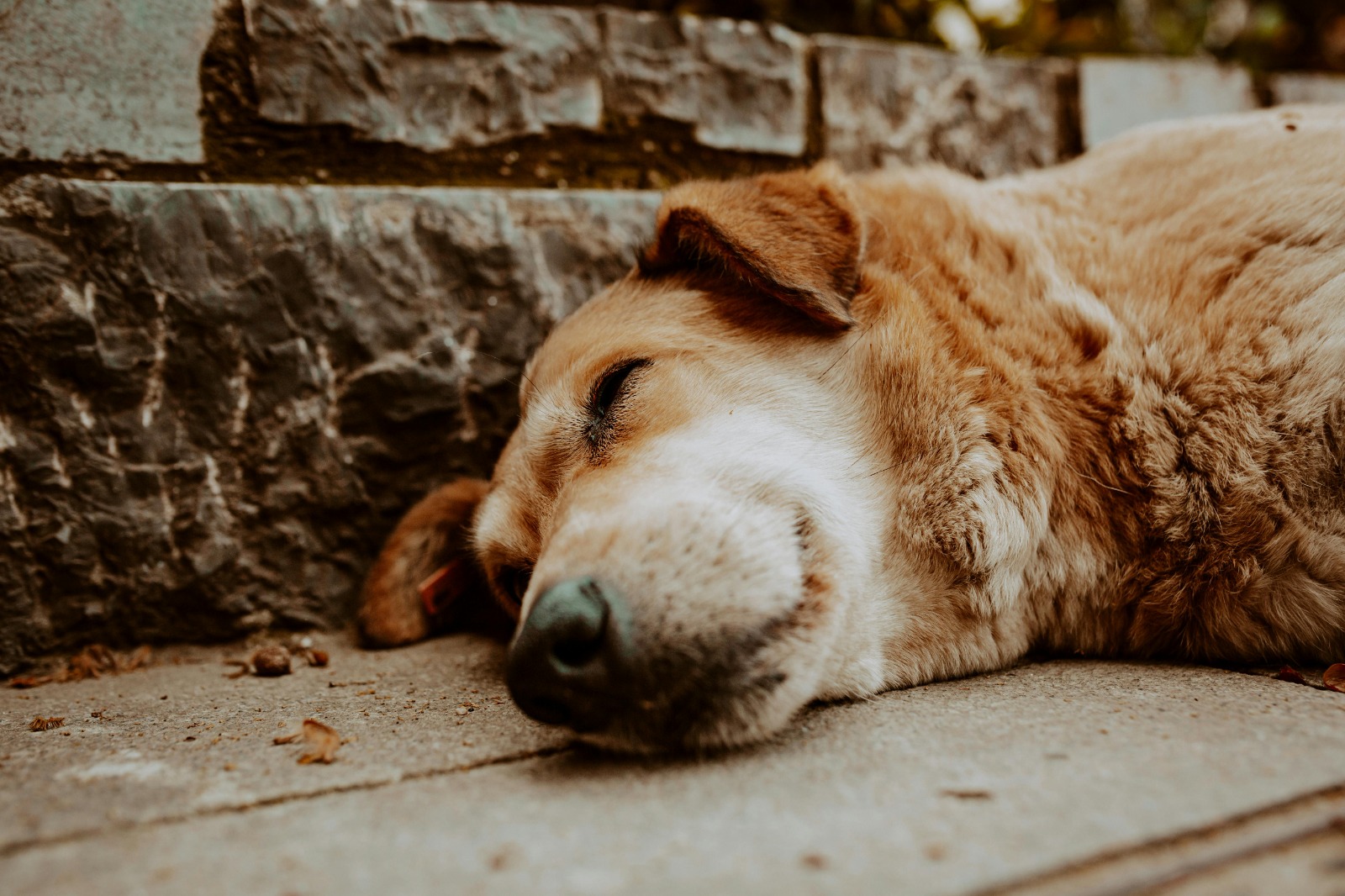 Maltrato animal en Bogotá crece 62 % en 2025: diciembre es el mes más crítico