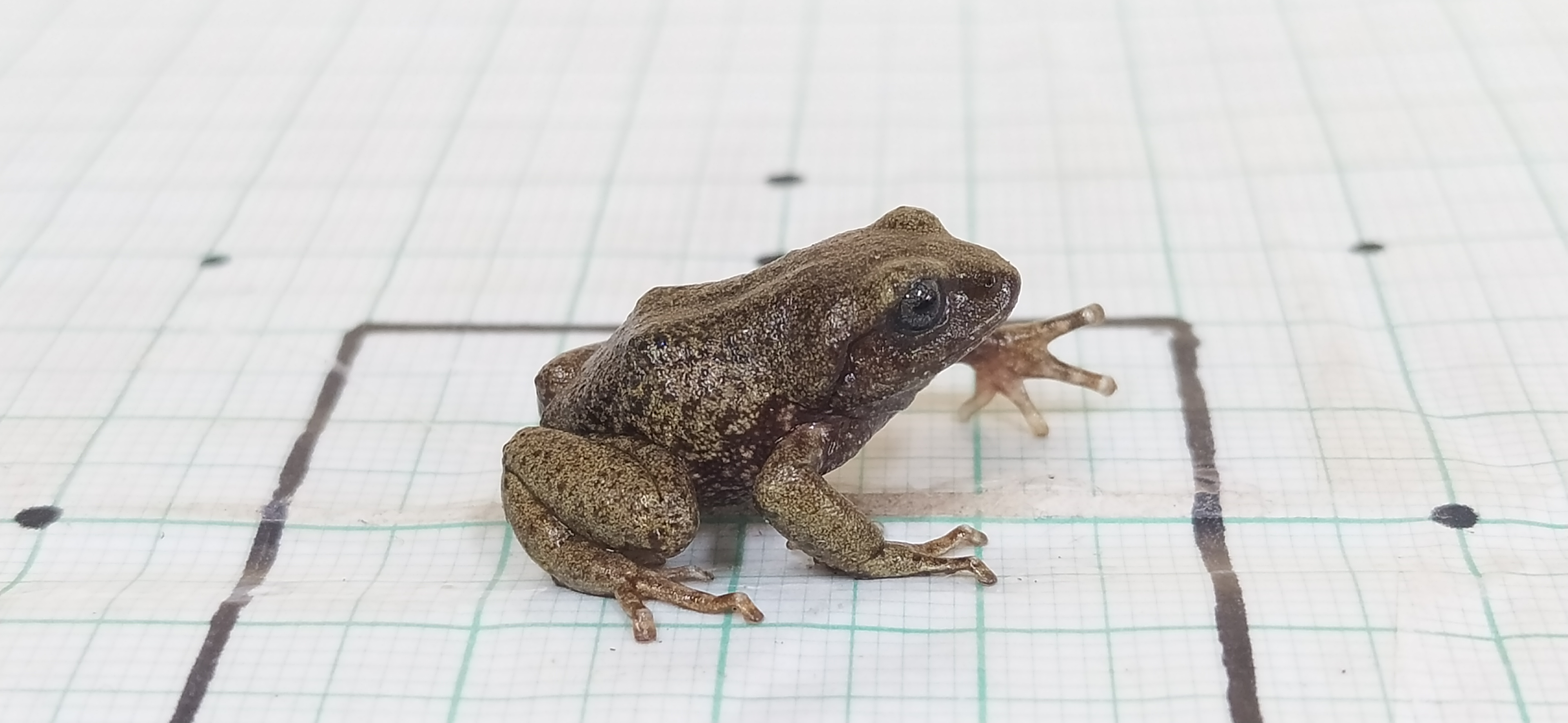 Una rana Pristimantis elegans en el laboratorio de Liliana Saboyá