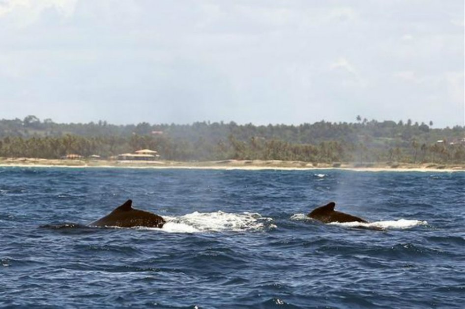 Dispositivos satelitales implementados en animales transmiten primeras señales de localización