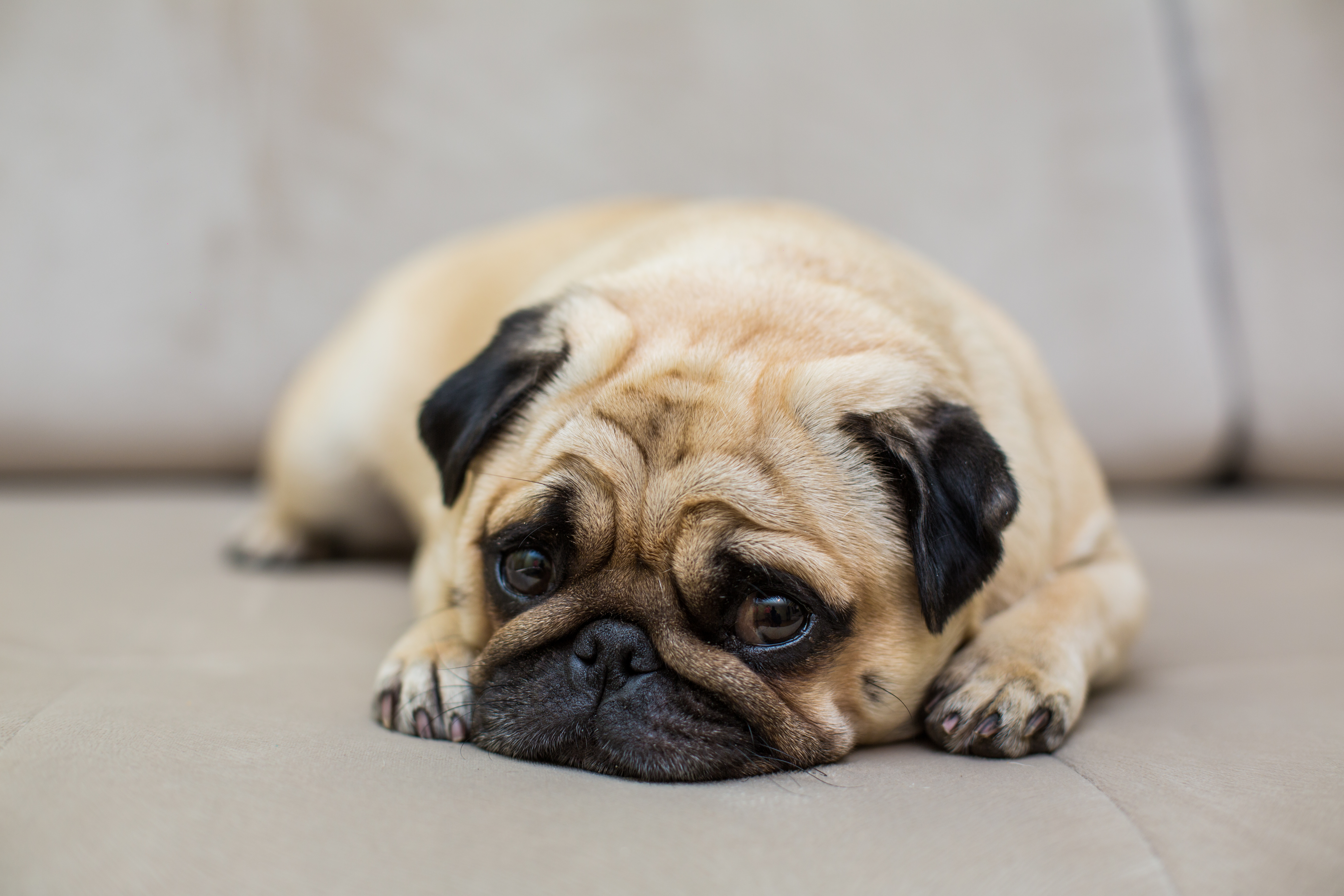 ¿Qué es lo que más odian los perros? Aquí siete cosas que, quizás, no sabía