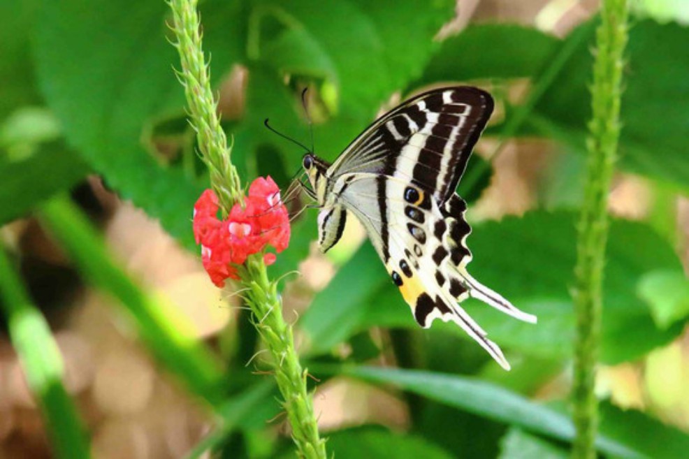 Esta es la llamativa mariposa que acaba de descubrir la ciencia