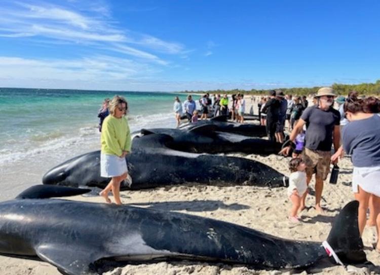 Más de 160 ballenas quedaron varadas en playa de Australia, ¿qué pasó?