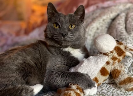 Tras pasar años esperando ser adoptado, gato anciano encuentra una familia