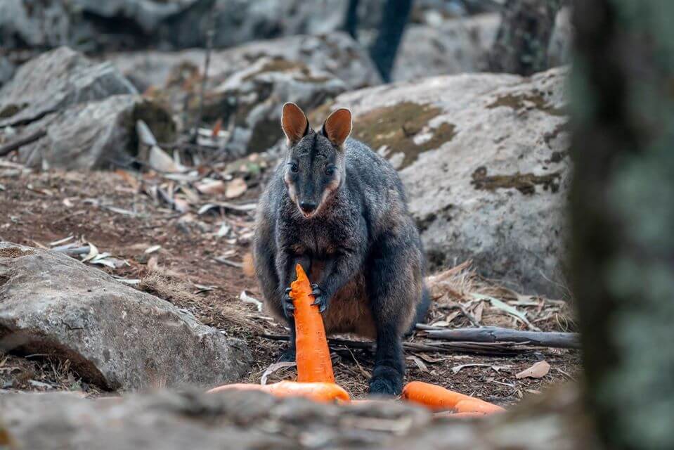 Desde helicópteros lanzan comida a animales afectados por los incendios en Australia