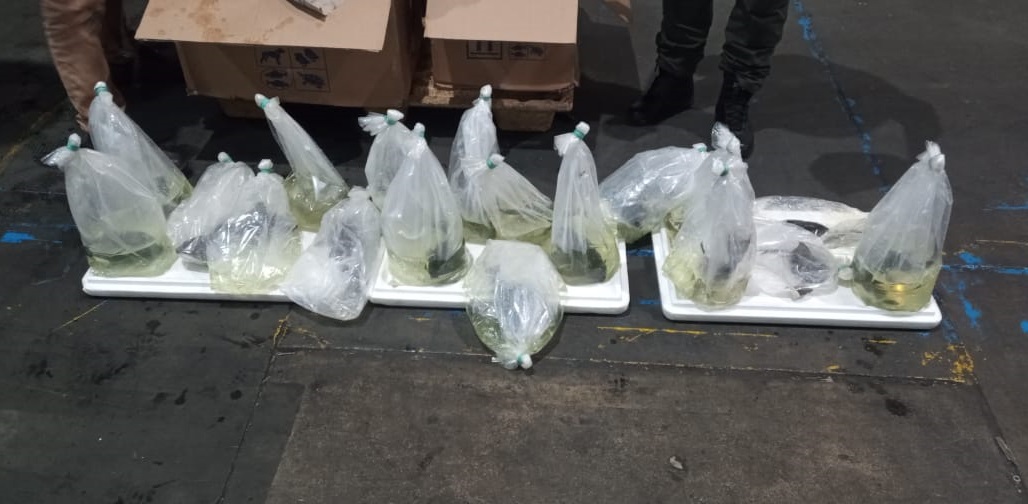 En Bogotá, autoridades incautaron 25 peces que se pretendían exportar a Hong Kong