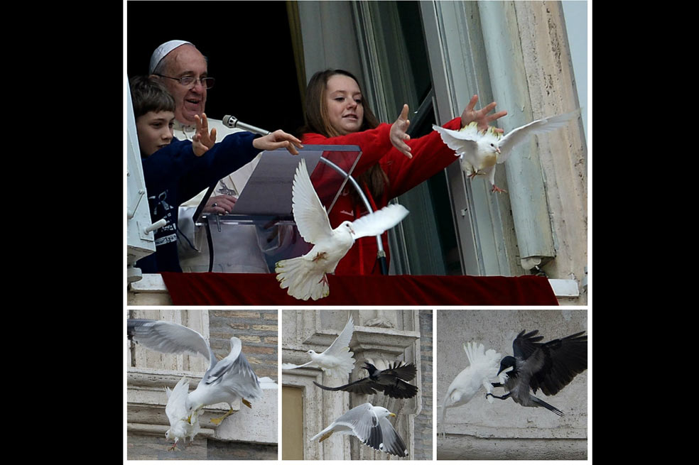 Atacan a las palomas de la paz del papa Francisco
