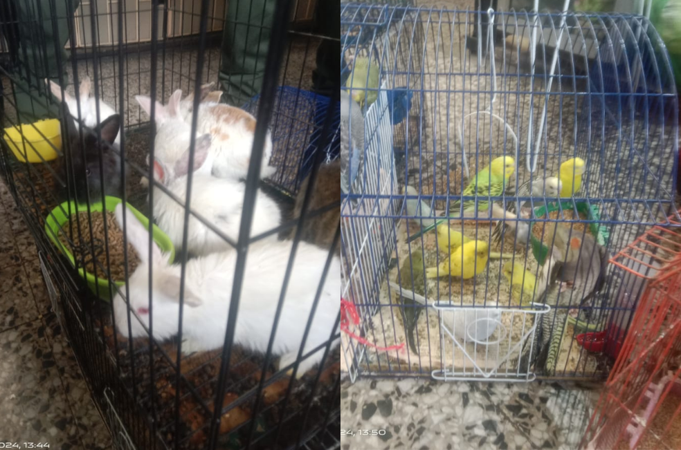 Rescatan a más de 70 animales que eran comercializados en la Plaza del Restrepo