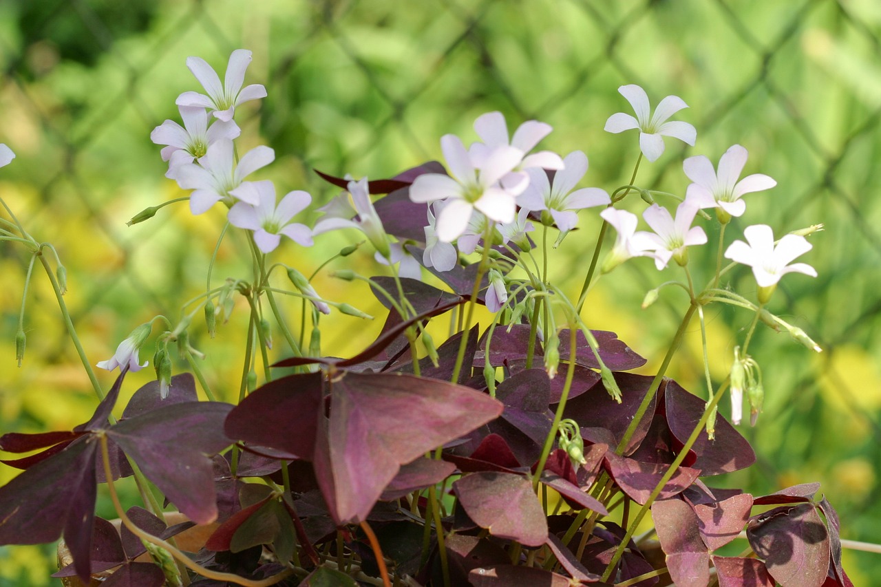 Trébol púrpura o planta mariposa: cuidados y características