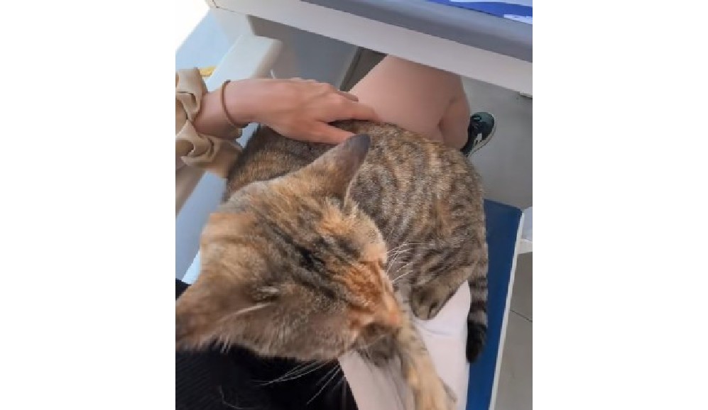 Gato callejero en Grecia se vuelve viral por colarse en el almuerzo de una turista