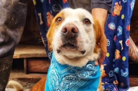 Adoptaron a Chico y lo devolvieron en 48 horas: “La adopción no es un juego”